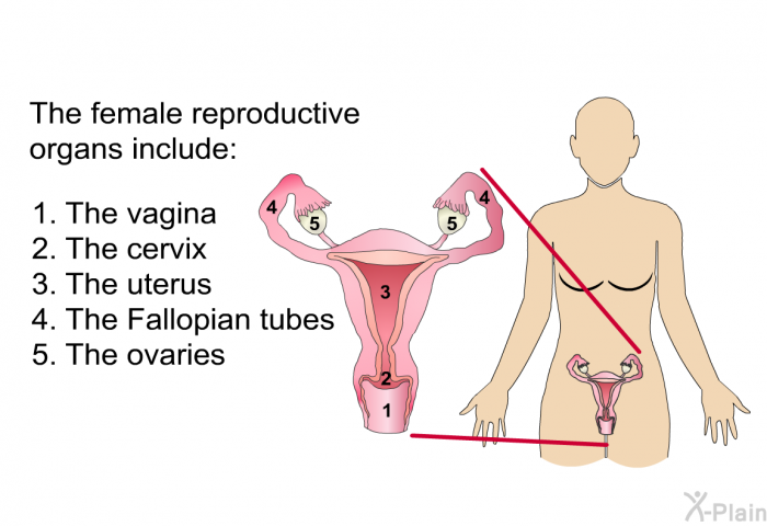 The female reproductive organs include:  The vagina The cervix The uterus The Fallopian tubes The ovaries