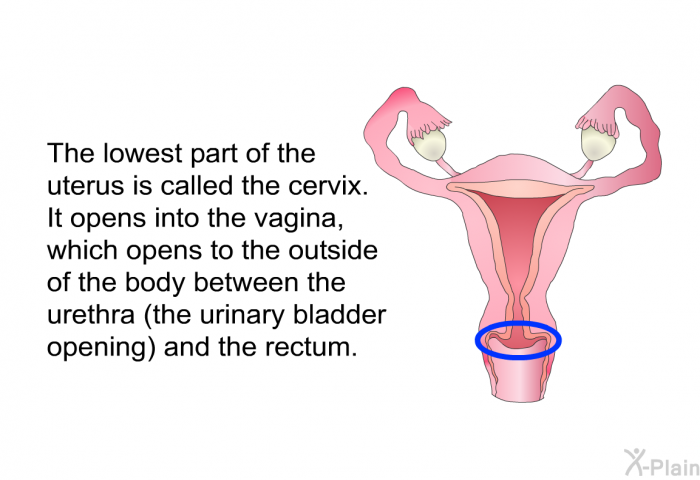 The lowest part of the uterus is called the cervix. It opens into the vagina, which opens to the outside of the body between the urethra (the urinary bladder opening) and the rectum.