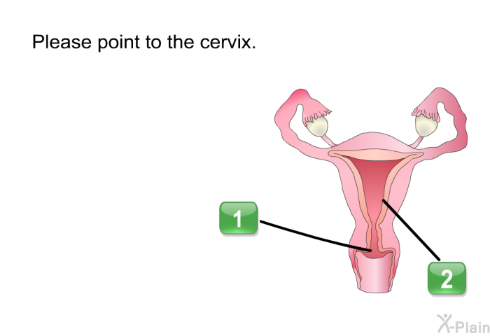 Please point to the cervix.