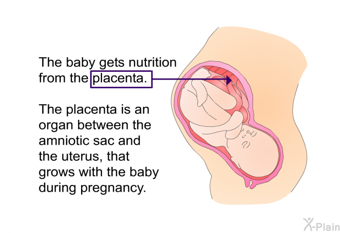 The baby gets nutrition from the placenta. The placenta is an organ between the amniotic sac and the uterus, that grows with the baby during pregnancy.