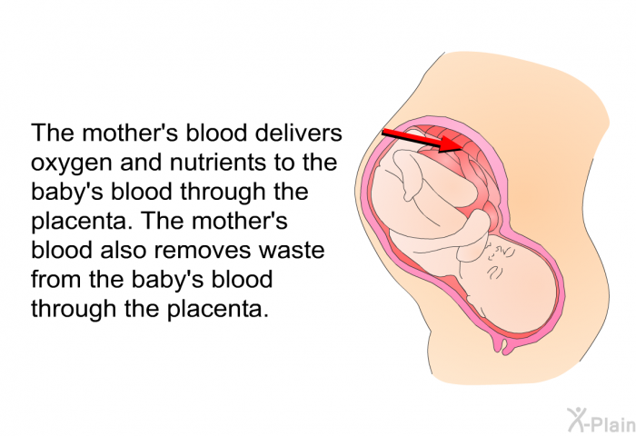 The mother's blood delivers oxygen and nutrients to the baby's blood through the placenta. The mother's blood also removes waste from the baby's blood through the placenta.