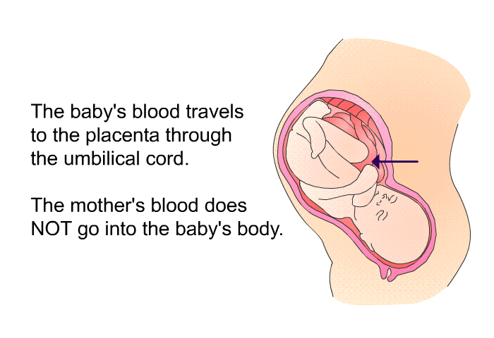 The baby's blood travels to the placenta through the umbilical cord. The mother's blood does NOT go into the baby's body.