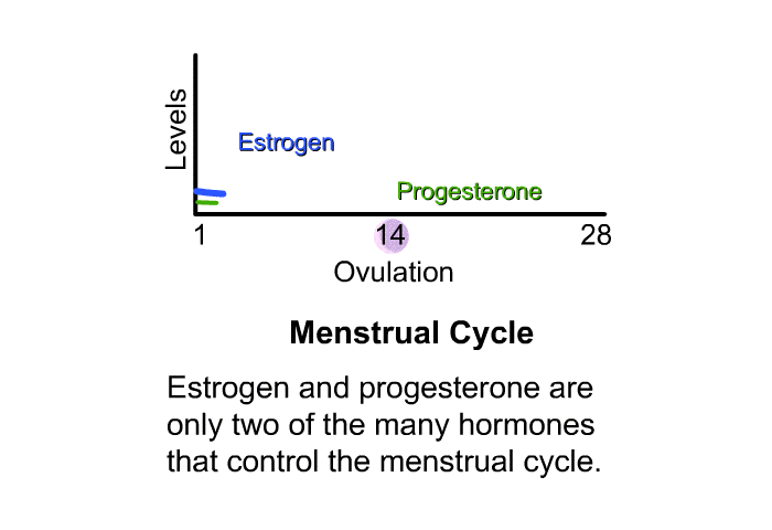 Estrogen and progesterone are only two of the many hormones that control the menstrual cycle.