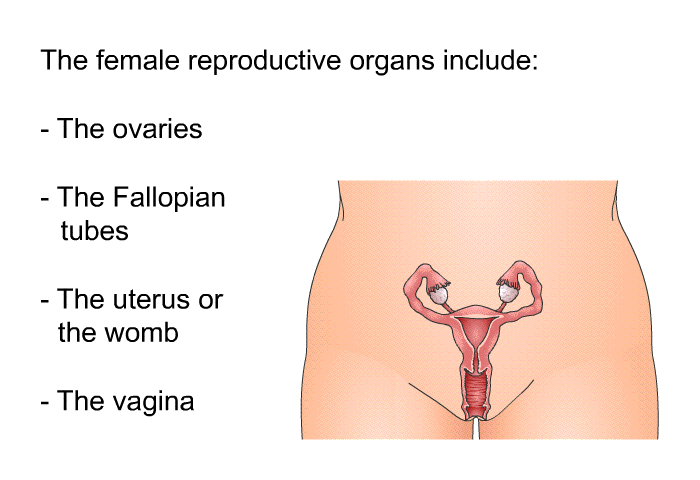 The female reproductive organs include:  The ovaries The Fallopian tubes The uterus or the womb The vagina