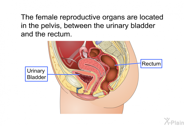 The female reproductive organs are located in the pelvis, between the urinary bladder and the rectum.