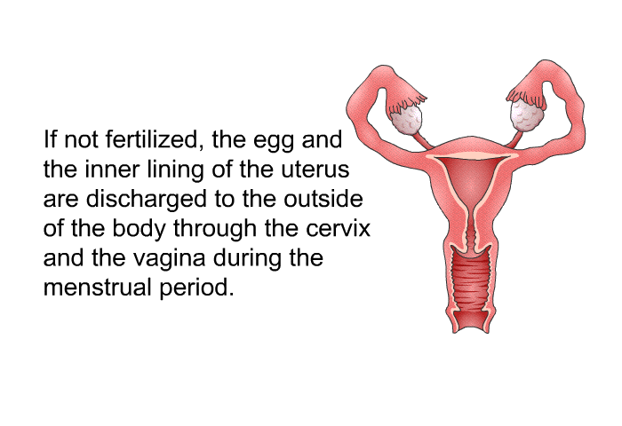 If not fertilized, the egg and the inner lining of the uterus are discharged to the outside of the body through the cervix and the vagina during the menstrual period.