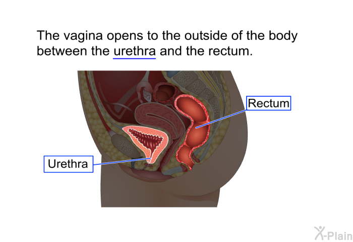 The vagina opens to the outside of the body between the urethra and the rectum.