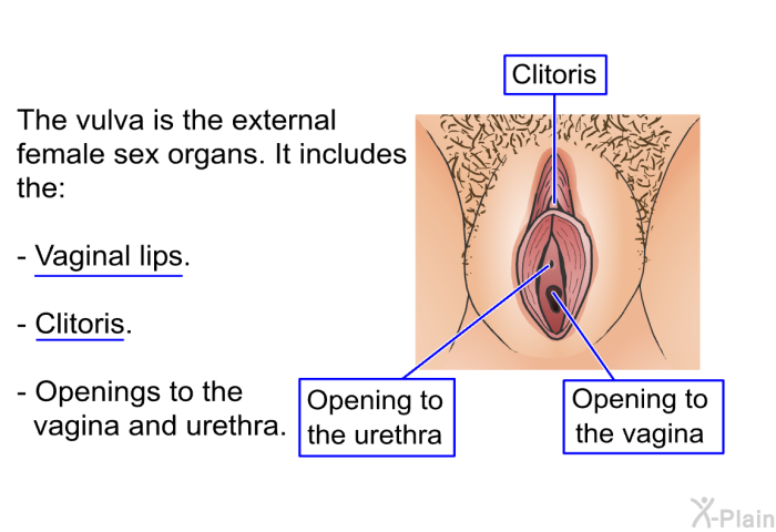 The vulva is the external female sex organs. It includes the:  Vaginal lips. Clitoris. Openings to the vagina and urethra.