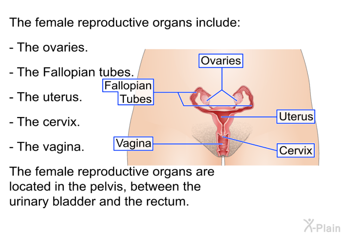 The female reproductive organs include:  The ovaries. The Fallopian tubes. The uterus. The cervix. The vagina.  
 The female reproductive organs are located in the pelvis, between the urinary bladder and the rectum.