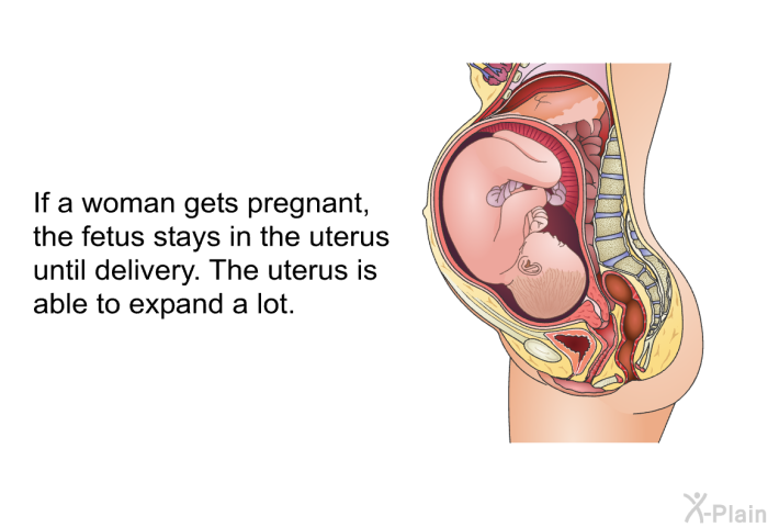 If a woman gets pregnant, the fetus stays in the uterus until delivery. The uterus is able to expand a lot.