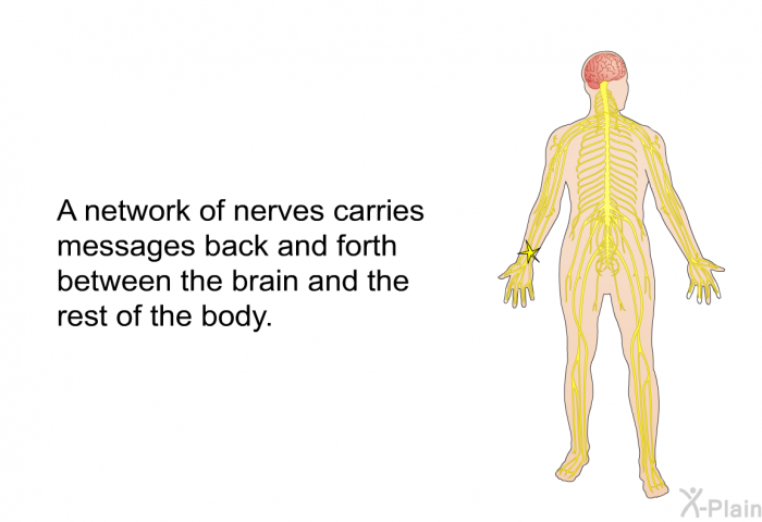 A network of nerves carries messages back and forth between the brain and the rest of the body.