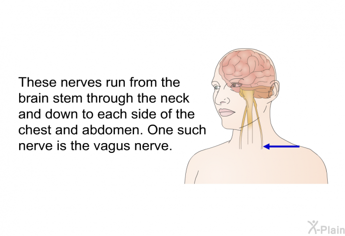 These nerves run from the brain stem through the neck and down to each side of the chest and abdomen. One such nerve is the vagus nerve.