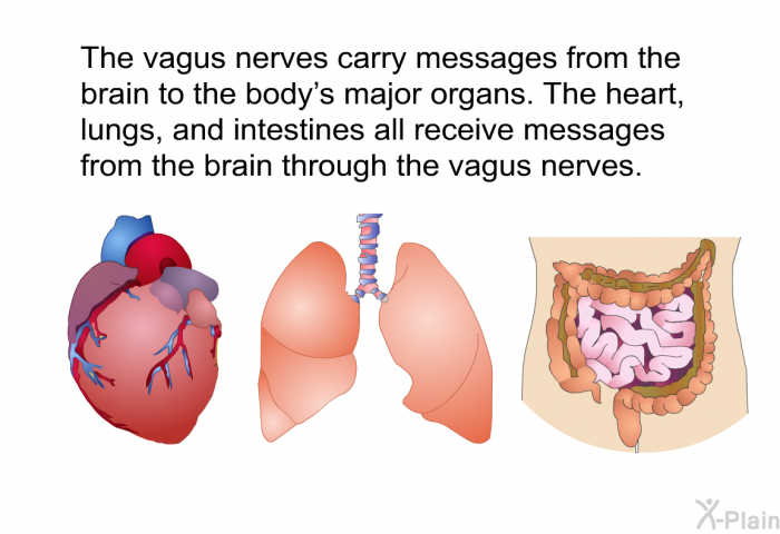 The vagus nerves carry messages from the brain to the body's major organs. The heart, lungs, and intestines all receive messages from the brain through the vagus nerves.