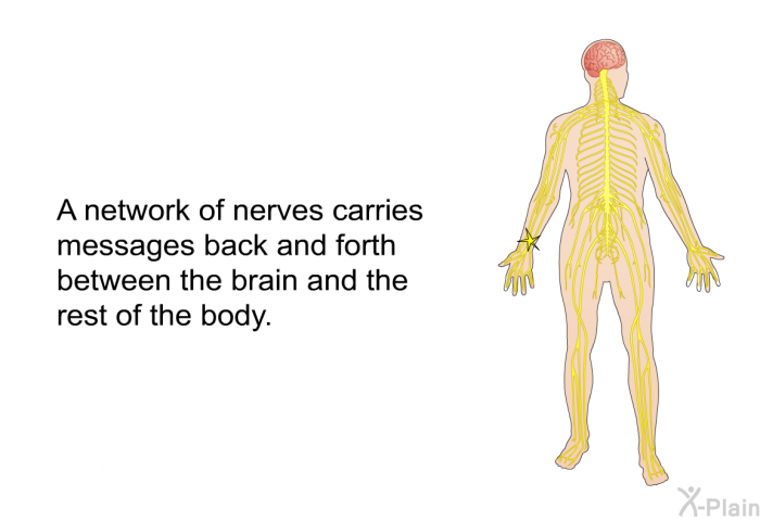 A network of nerves carries messages back and forth between the brain and the rest of the body.