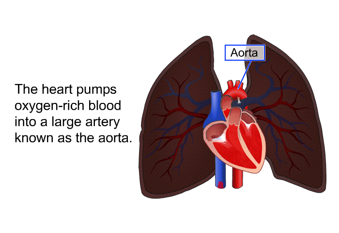 The heart pumps oxygen-rich blood into a large artery known as the aorta.