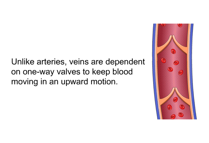 Unlike arteries, veins are dependent on one-way valves to keep blood moving in an upward motion.
