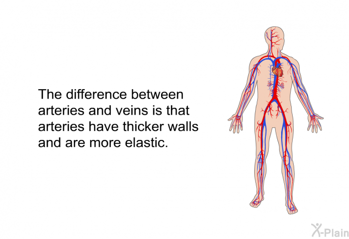 The difference between arteries and veins is that arteries have thicker walls and are more elastic.