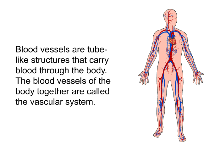 Blood vessels are tube-like structures that carry blood through the body. The blood vessels of the body together are called the vascular system.
