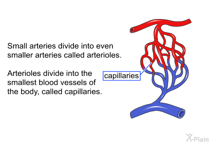 Small arteries divide into even smaller arteries called arterioles. Arterioles divide into the smallest blood vessels of the body, called capillaries.