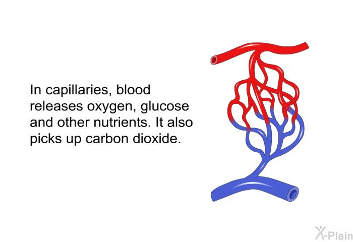 In capillaries, blood releases oxygen, glucose and other nutrients. It also picks up carbon dioxide.