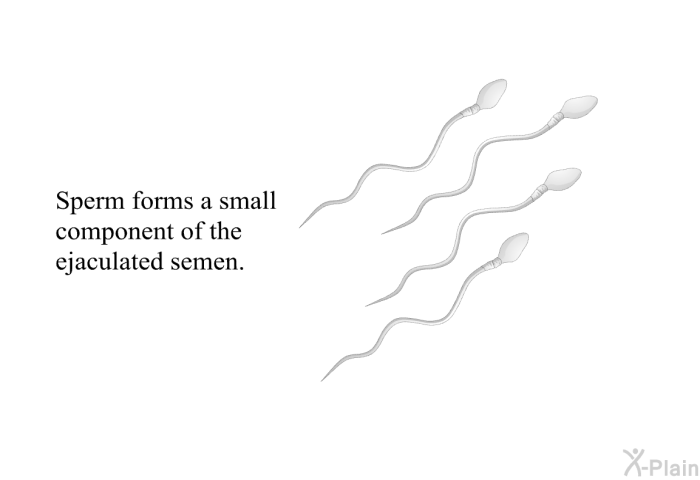 Sperm forms a small component of the ejaculated semen.