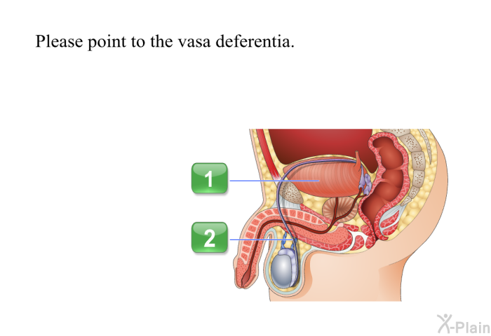 Please point to the vasa deferentia.