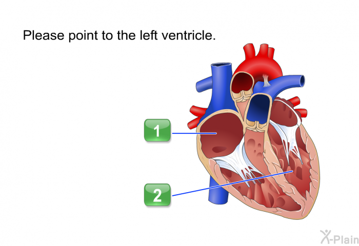 Please point to the left ventricle.