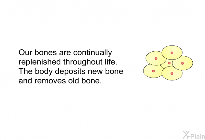 Our bones are continually replenished throughout life. The body deposits new bone and removes old bone.