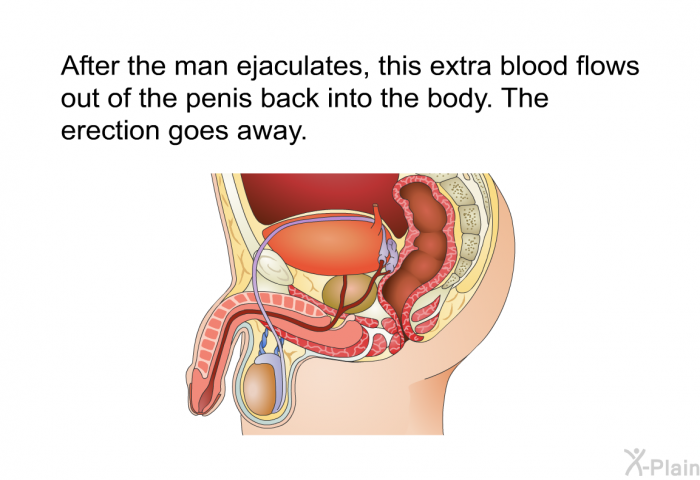 After the man ejaculates, this extra blood flows out of the penis back into the body. The erection goes away.