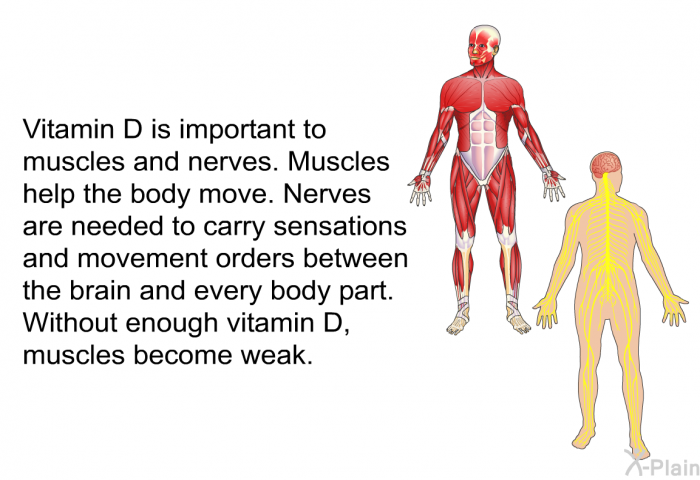 Vitamin D is important to muscles and nerves. Muscles help the body move. Nerves are needed to carry sensations and movement orders between the brain and every body part. Without enough vitamin D, muscles become weak.