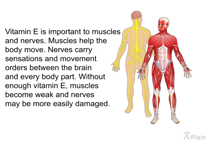 Vitamin E is important to muscles and nerves. Muscles help the body move. Nerves carry sensations and movement orders between the brain and every body part. Without enough vitamin E, muscles become weak and nerves may be more easily damaged.