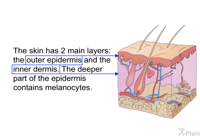 The skin has 2 main layers: the outer epidermis and the inner dermis. The deeper part of the epidermis contains melanocytes.