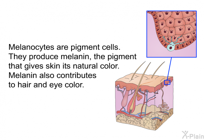 Melanocytes are pigment cells. They produce melanin, the pigment that gives skin its natural color. Melanin also contributes to hair and eye color.