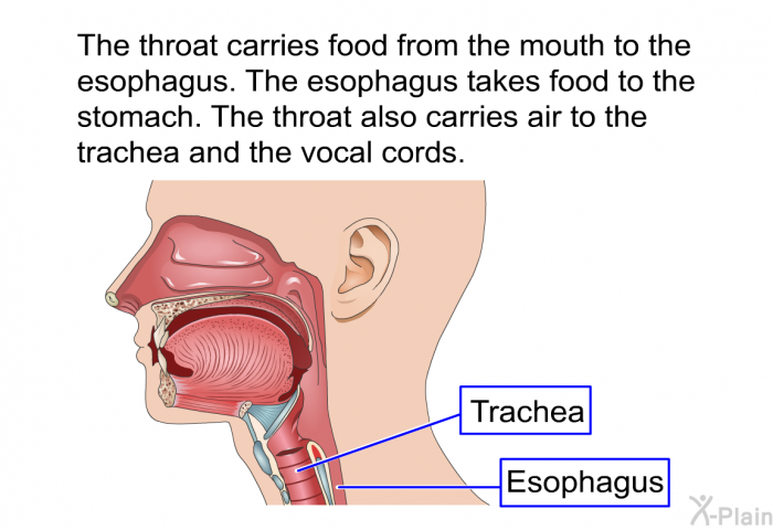 The throat carries food from the mouth to the esophagus. The esophagus takes food to the stomach. The throat also carries air to the trachea and the vocal cords.