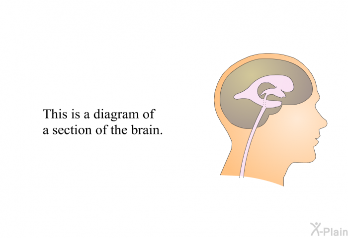This is a diagram of a section of the brain.