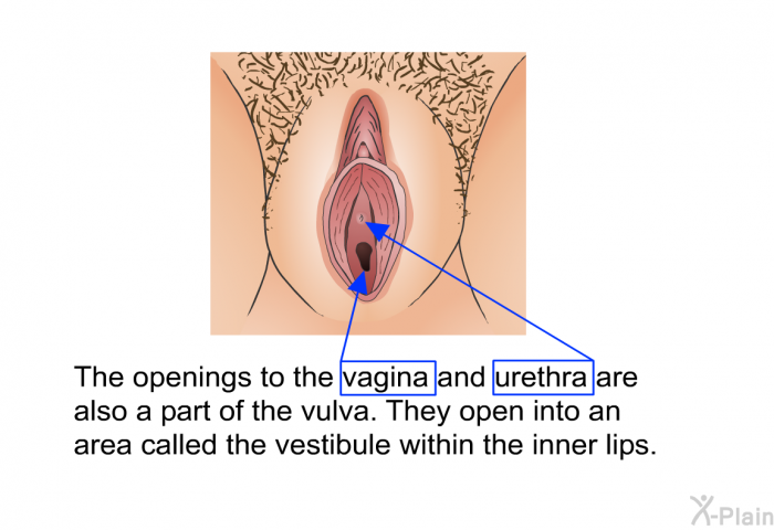 The openings to the vagina and urethra are also a part of the vulva. They open into an area called the vestibule within the inner lips.