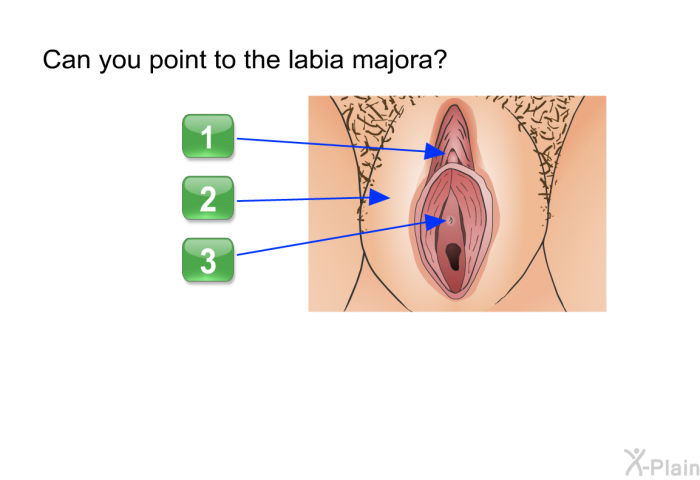Can you point to the labia majora?