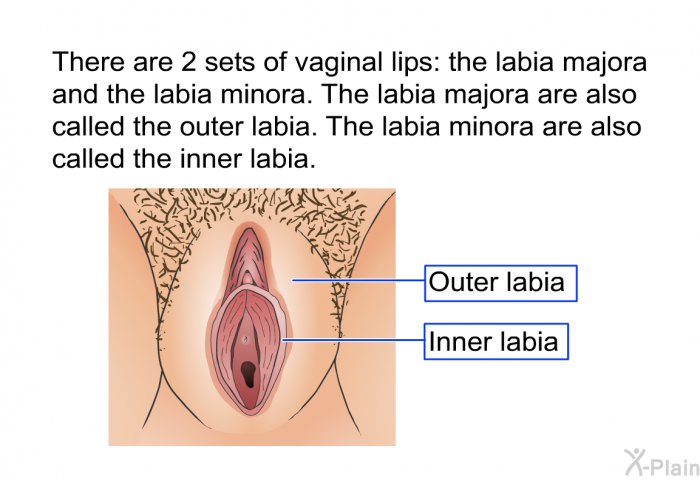 There are 2 sets of vaginal lips: the labia majora and the labia minora. The labia majora are also called the outer labia. The labia minora are also called the inner labia.