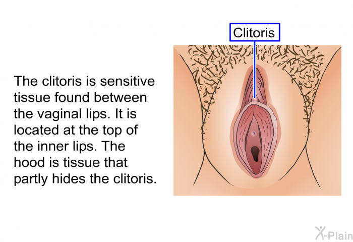 The clitoris is sensitive tissue found between the vaginal lips. It is located at the top of the inner lips. The hood is tissue that partly hides the clitoris.