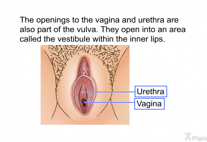The openings to the vagina and urethra are also part of the vulva. They open into an area called the vestibule within the inner lips.