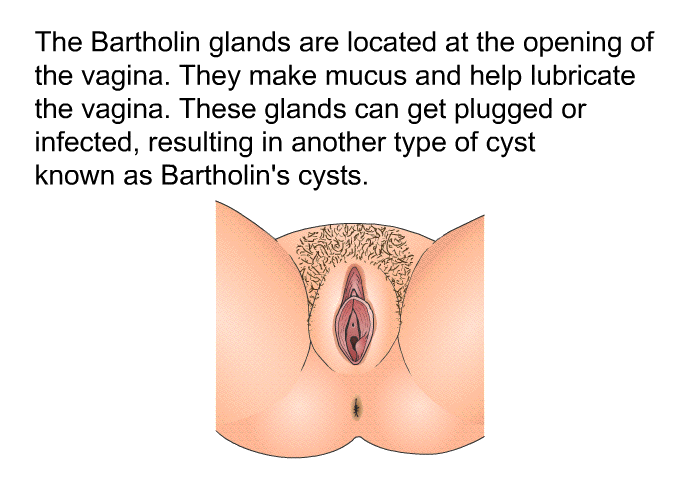 The Bartholin glands are located at the opening of the vagina. They make mucus and help lubricate the vagina. These glands can get plugged or infected, resulting in another type of cyst known as Bartholin's cysts.