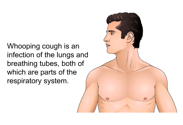 Whooping cough is an infection of the lungs and breathing tubes, both of which are parts of the respiratory system.