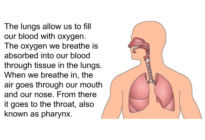 The lungs allow us to fill our blood with oxygen. The oxygen we breathe is absorbed into our blood through tissue in the lungs. When we breathe in, the air goes through our mouth and our nose. From there it goes to the throat, also known as pharynx.