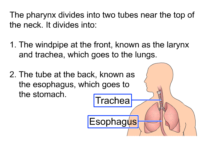 The pharynx divides into two tubes near the top of the neck. It divides into:  The windpipe at the front, known as the larynx and trachea, which goes to the lungs. The tube at the back, known as the esophagus, which goes to the stomach.