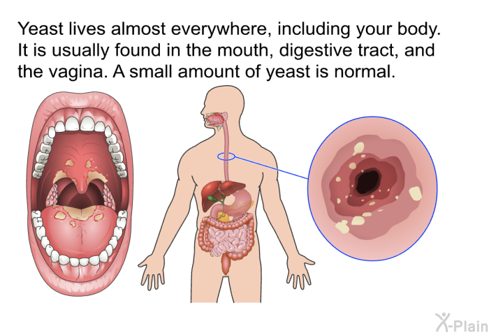 Yeast lives almost everywhere, including your body. It is usually found in the mouth, digestive tract, and the vagina. A small amount of yeast is normal.