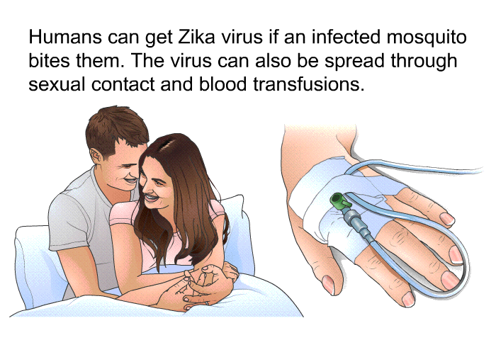 Humans can get Zika virus if an infected mosquito bites them. The virus can also be spread through sexual contact and blood transfusions.