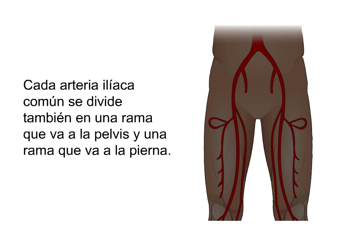 Cada arteria ilaca comn se divide tambin en una rama que va a la pelvis y una rama que va a la pierna.