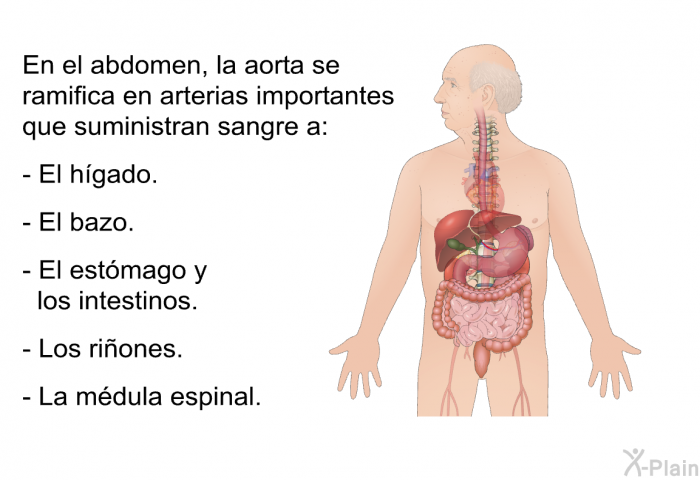 En el abdomen, la aorta se ramifica en arterias importantes que suministran sangre a:  El hgado. El bazo. El estmago y los intestinos. Los riones. La mdula espinal.