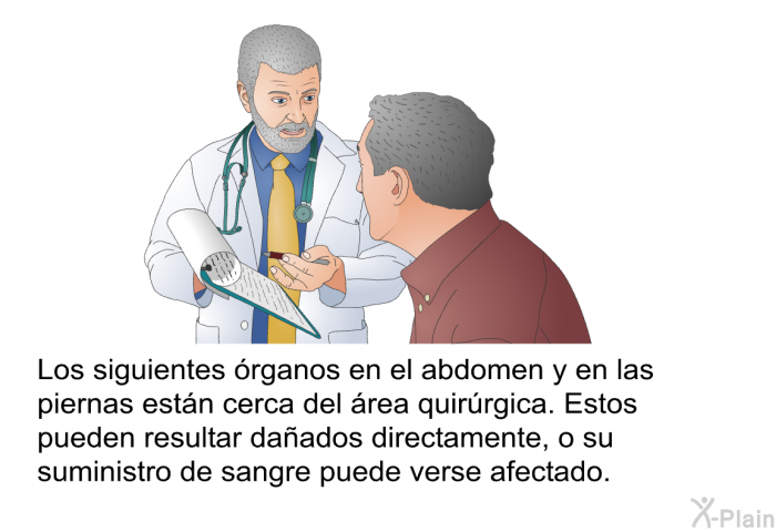 Los siguientes rganos en el abdomen y en las piernas estn cerca del rea quirrgica. Estos pueden resultar daados directamente, o su suministro de sangre puede verse afectado.
