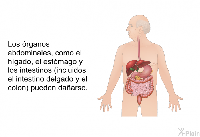 Los rganos abdominales, como el hgado, el estmago y los intestinos (incluidos el intestino delgado y el colon) pueden daarse.